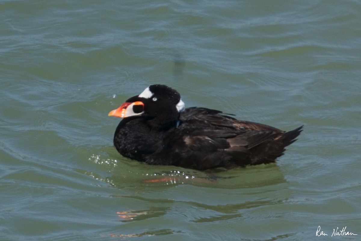 Surf Scoter - ML622254534