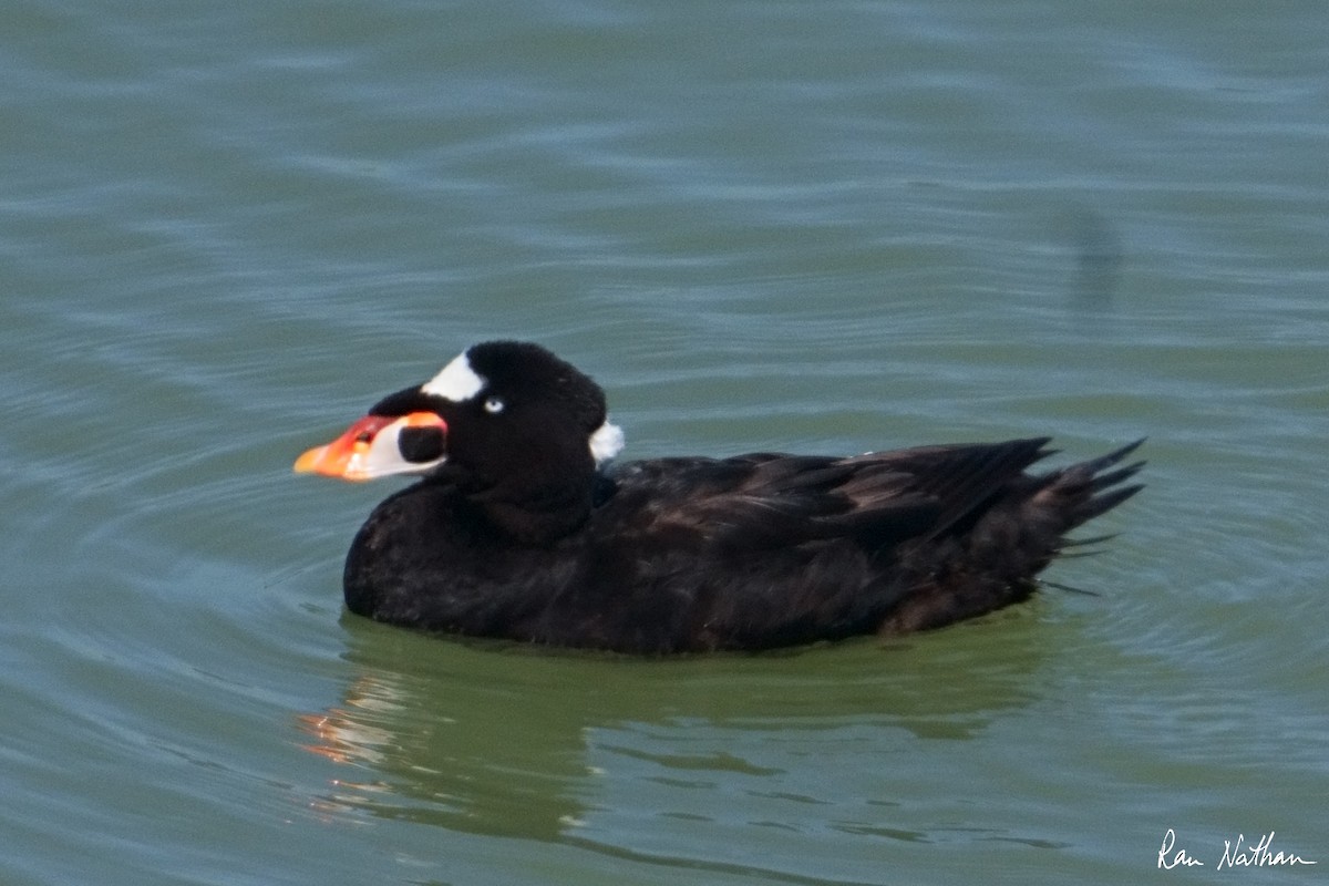 Surf Scoter - ML622254535