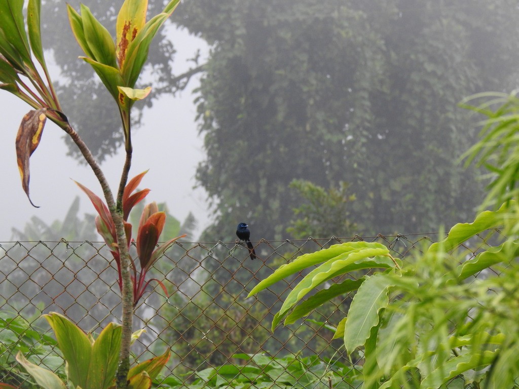 Sao Tome Paradise-Flycatcher - ML622254566