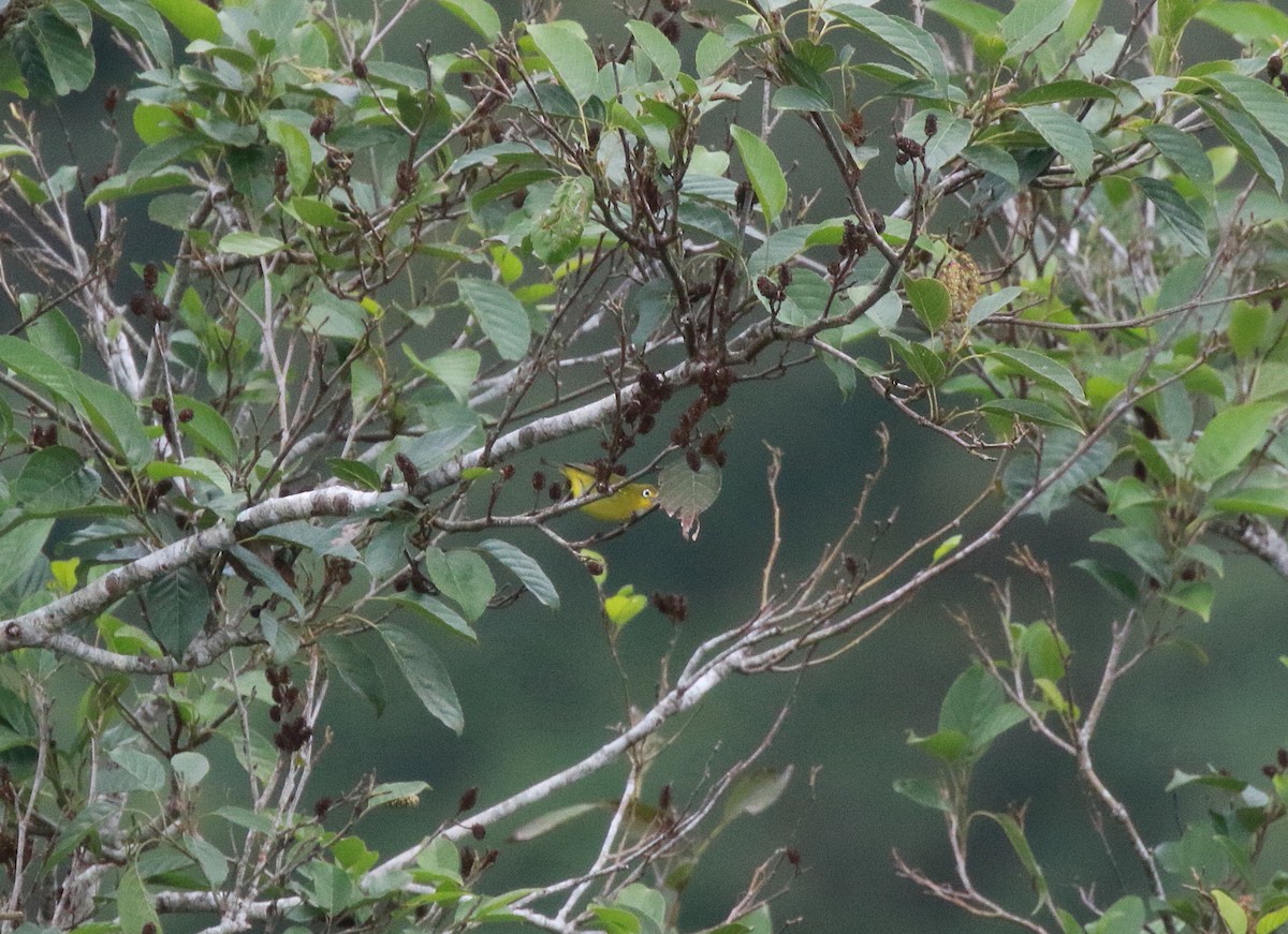 Yellowish White-eye - ML622254568