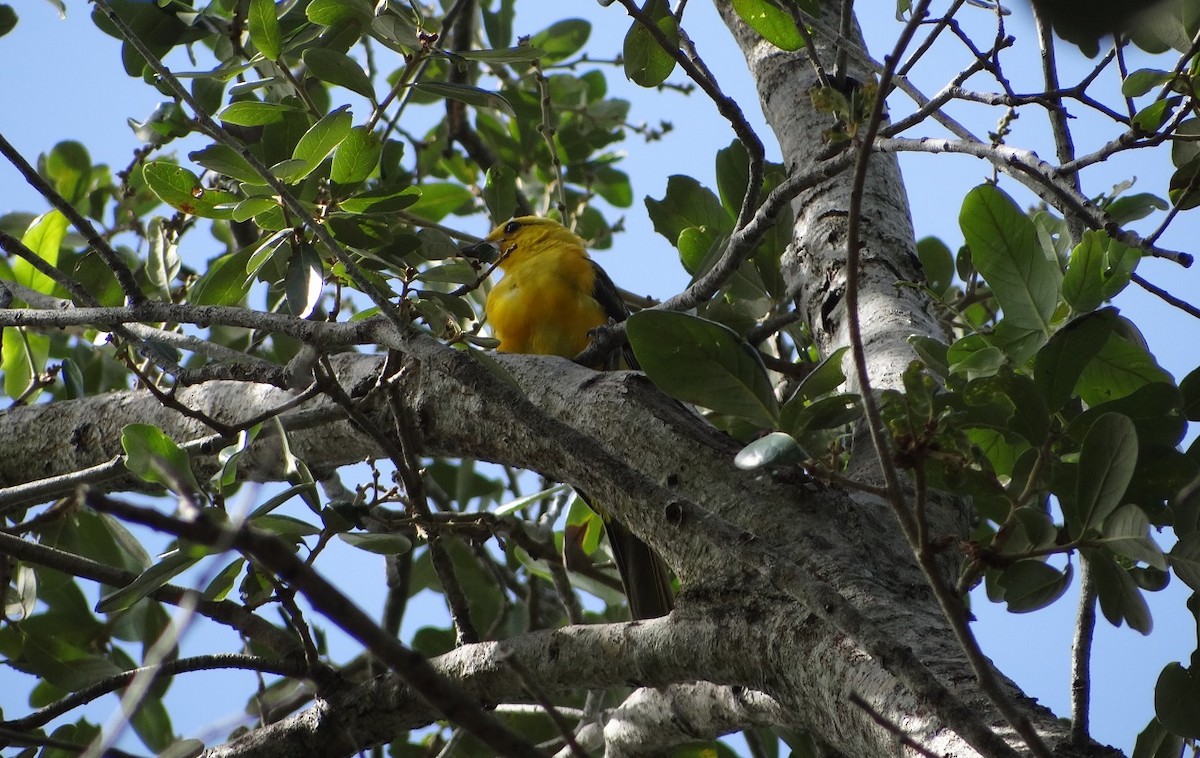 Spot-breasted Oriole - ML622254609