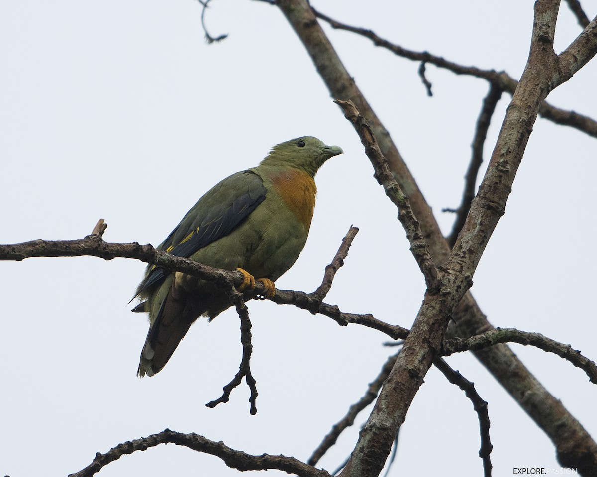 Large Green-Pigeon - ML622254626