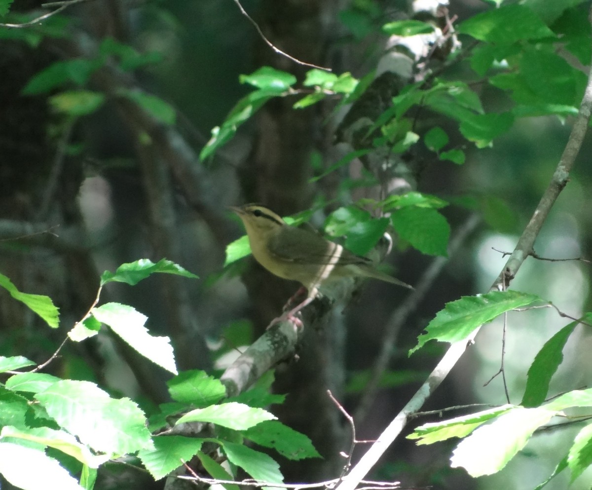 Worm-eating Warbler - ML622254715