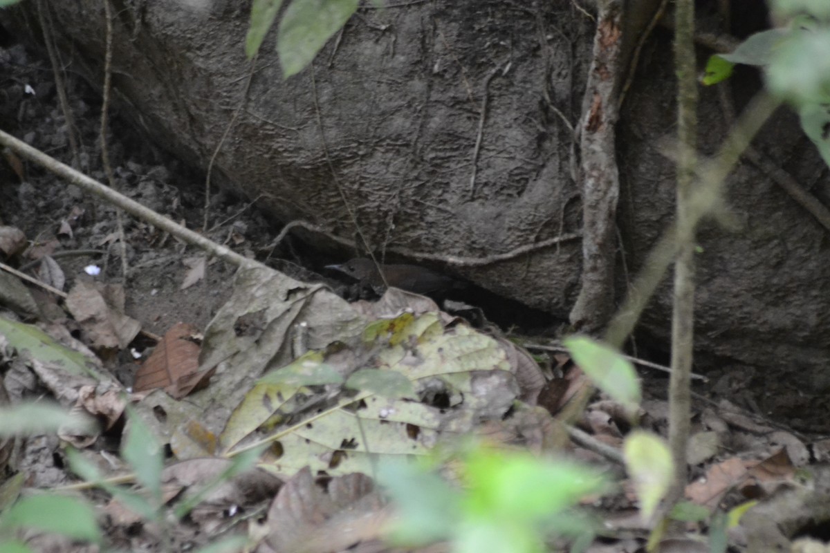 Scaly-breasted Wren - ML622254765