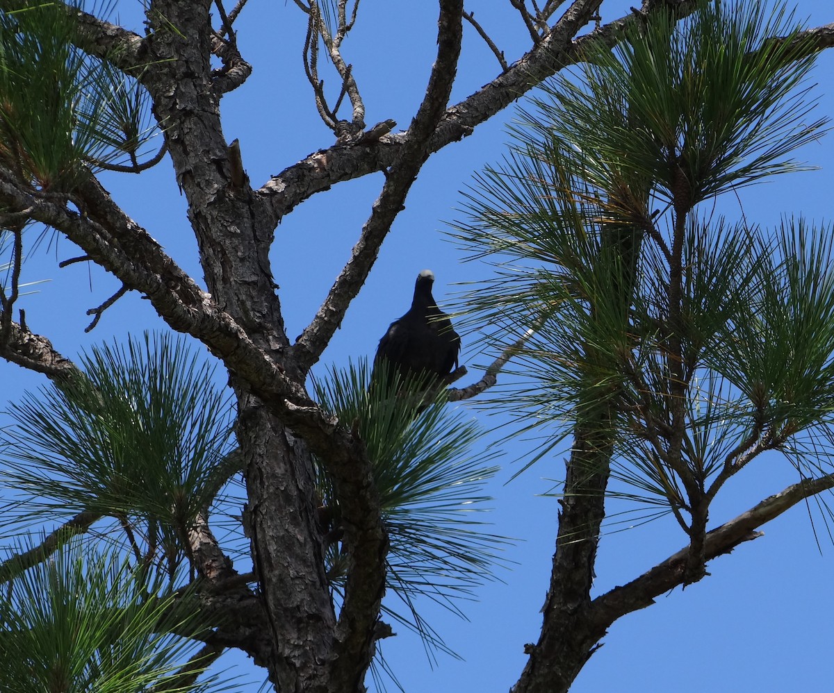 White-crowned Pigeon - ML622254786