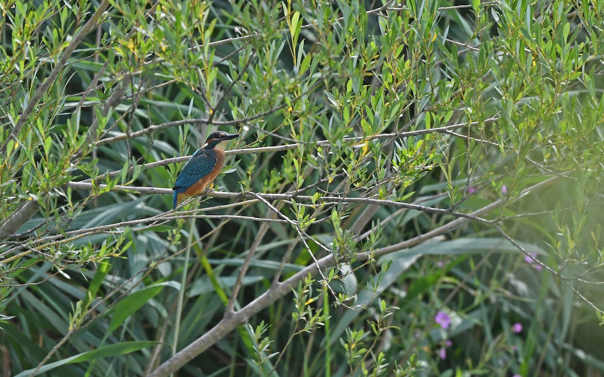 Common Kingfisher (Common) - ML622254804