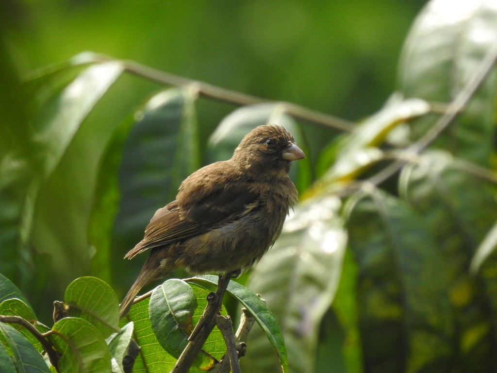 Principe Seedeater - ML622254895