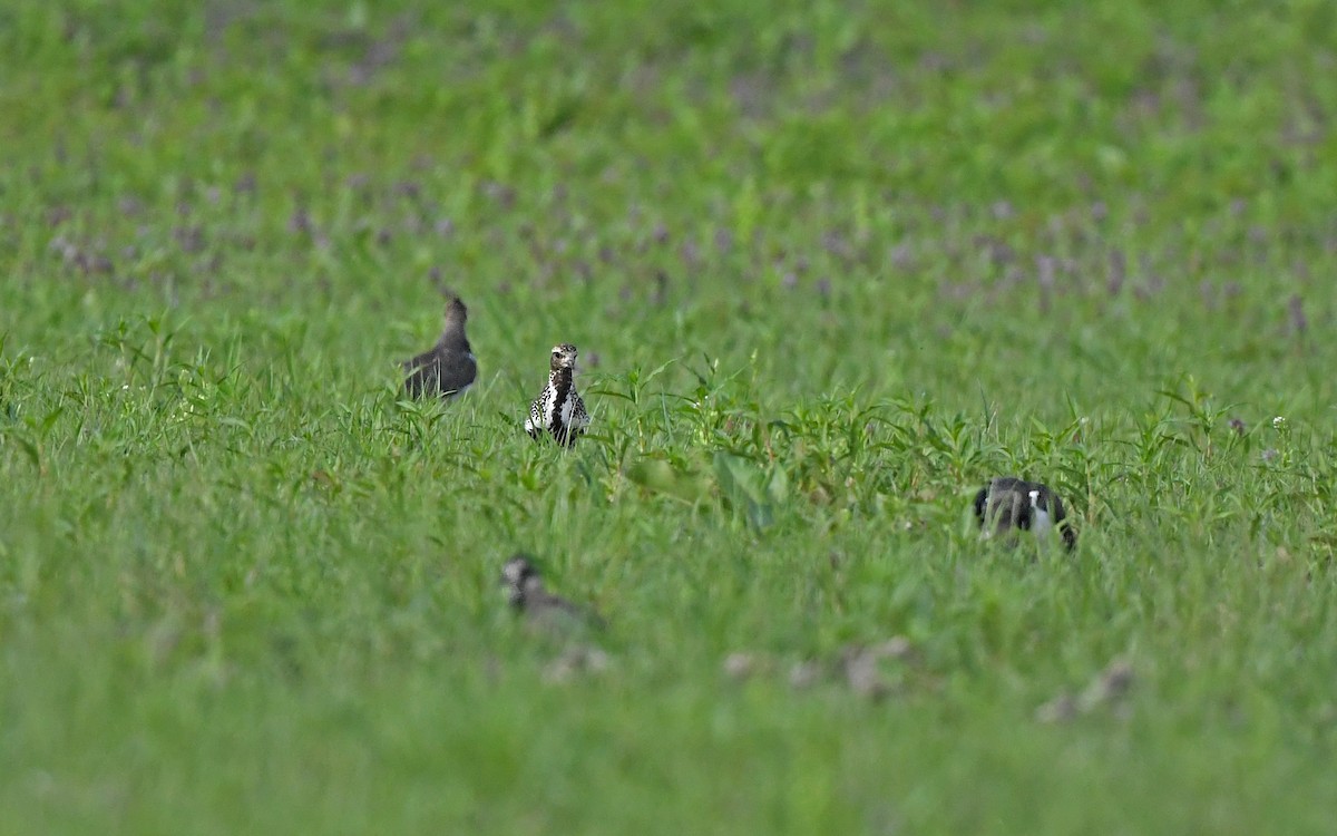 European Golden-Plover - Christoph Moning