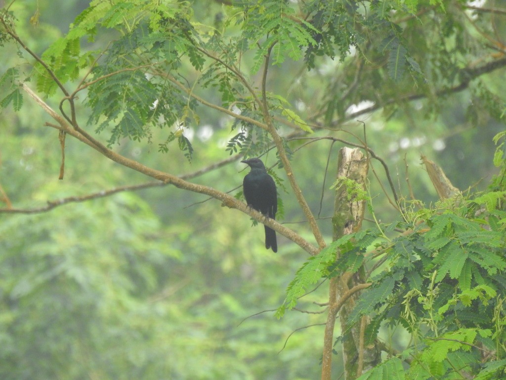 Chestnut-winged Starling - ML622254932