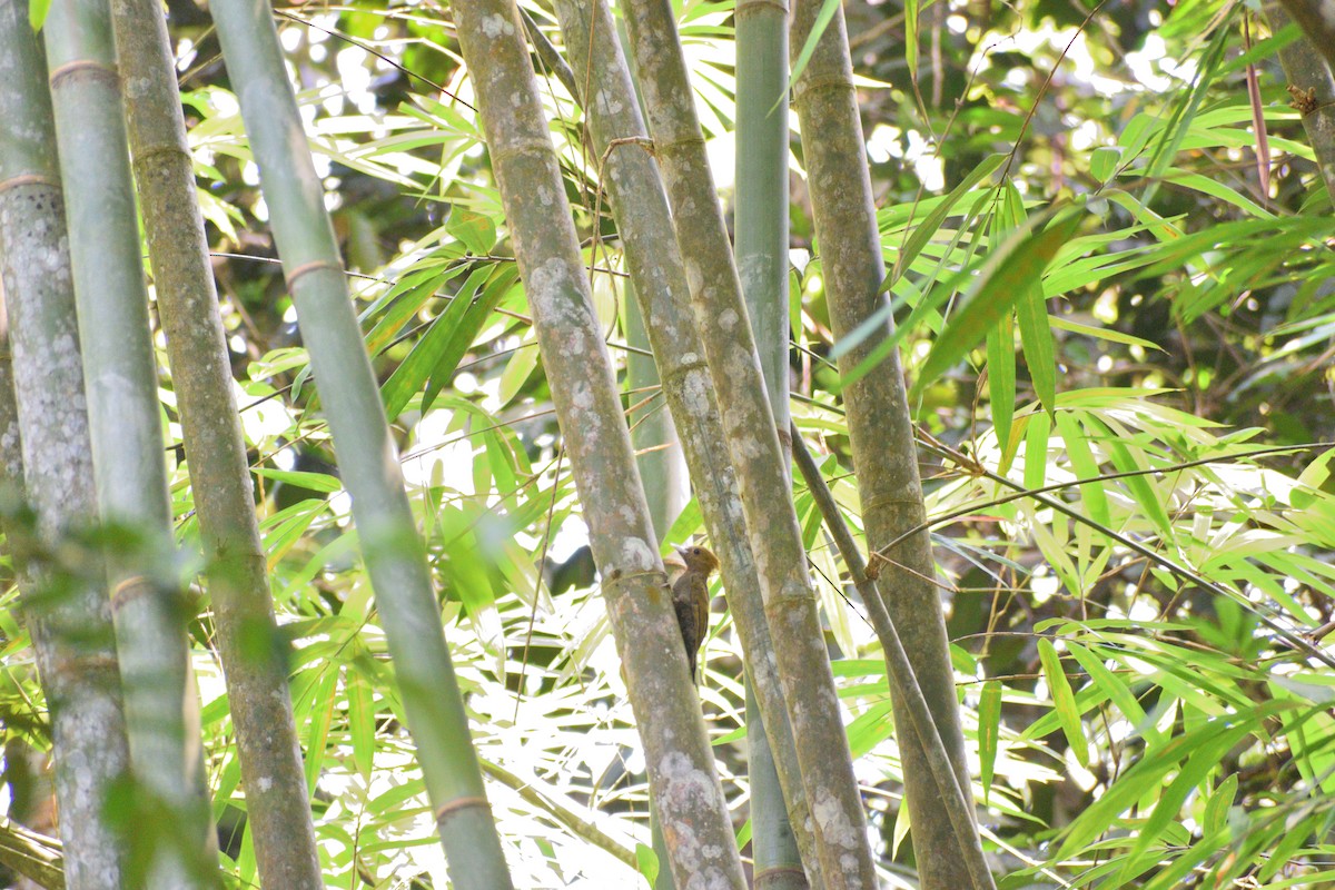 Bamboo Woodpecker - ML622254977