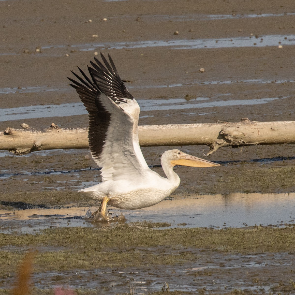 American White Pelican - ML622255034