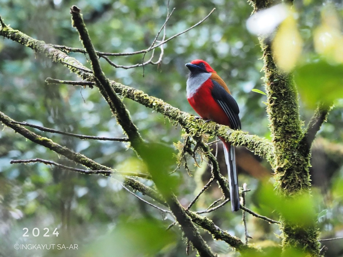 Whitehead's Trogon - ML622255074