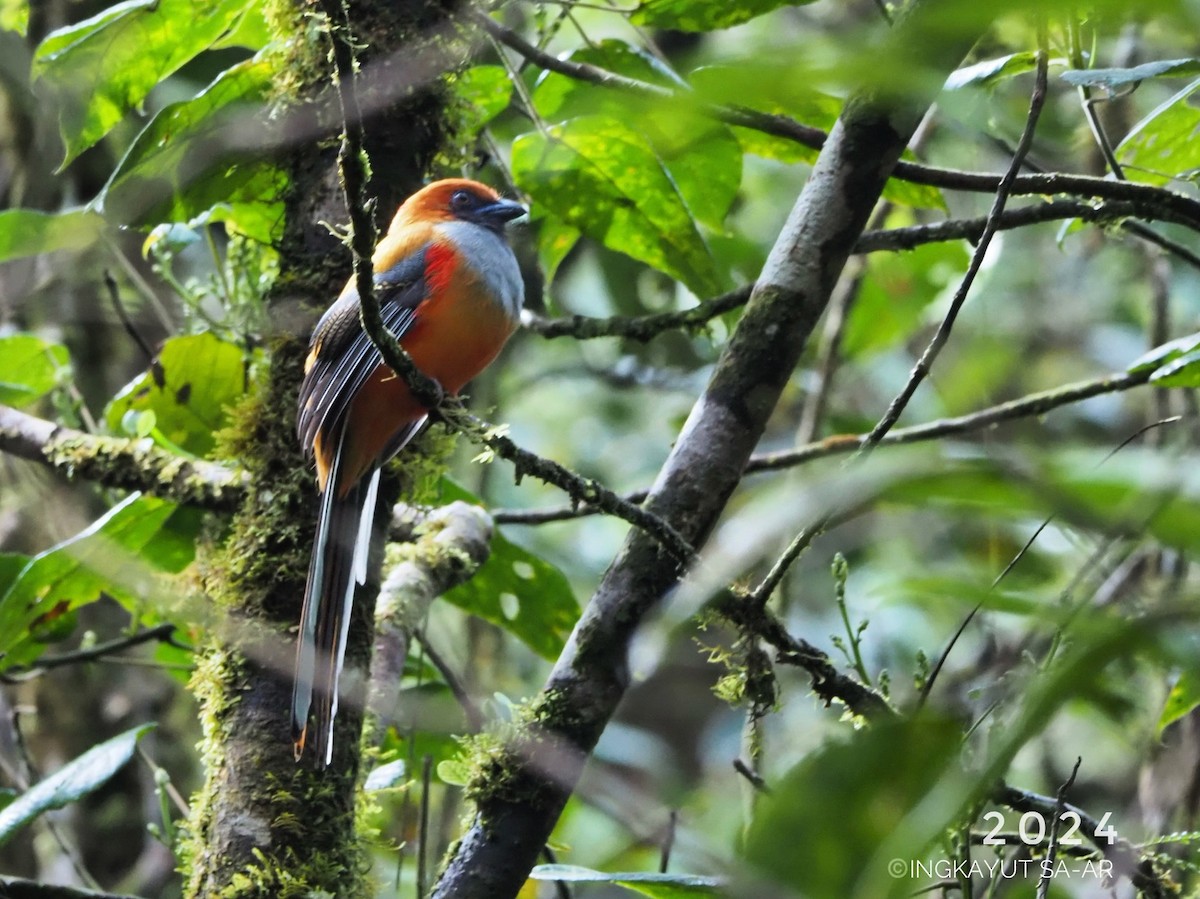 Whitehead's Trogon - ML622255075