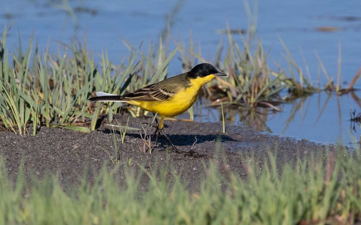 Western Yellow Wagtail (feldegg) - ML622255133