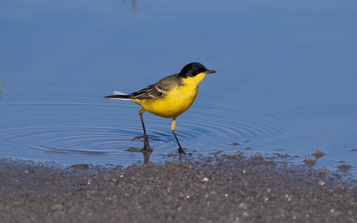 Western Yellow Wagtail (feldegg) - ML622255135