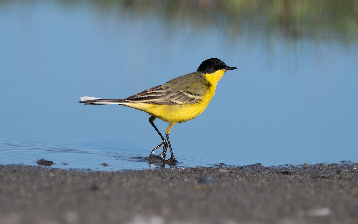 Western Yellow Wagtail (feldegg) - ML622255136