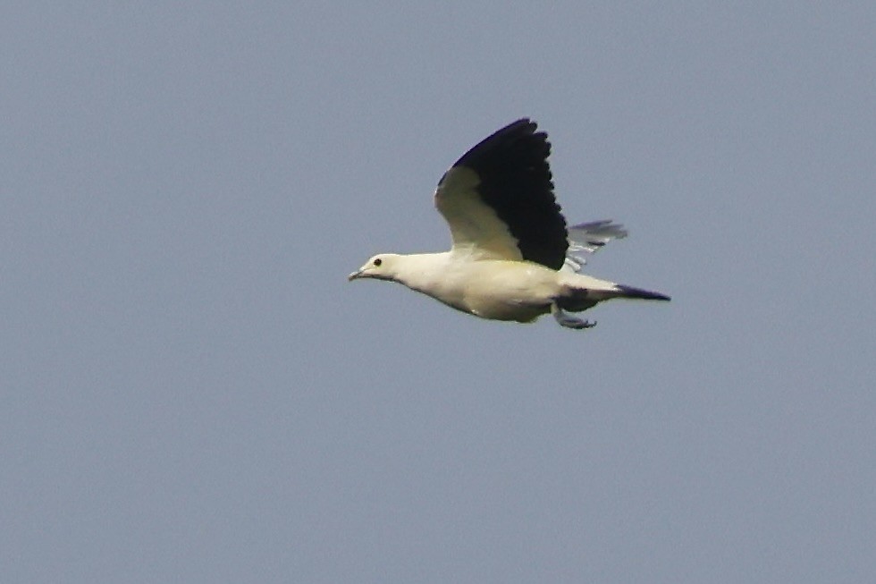 Silver-tipped Imperial-Pigeon - ML622255242