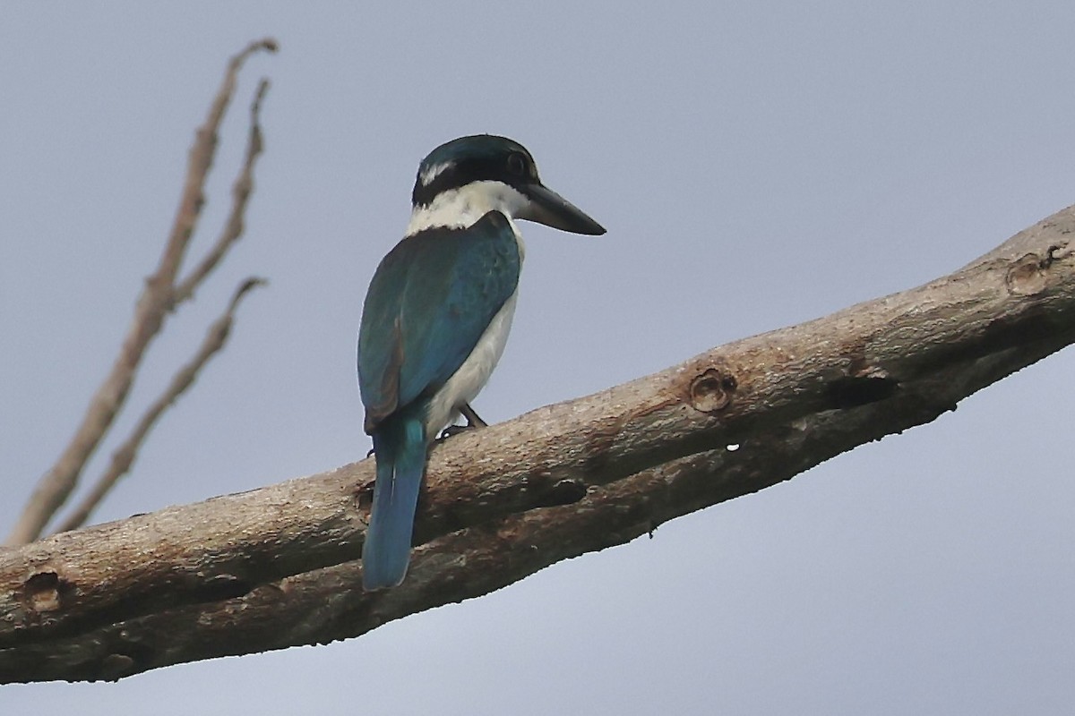 Collared Kingfisher (Collared) - ML622255245