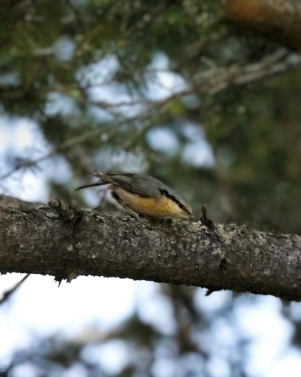 Eurasian Nuthatch - ML622255285