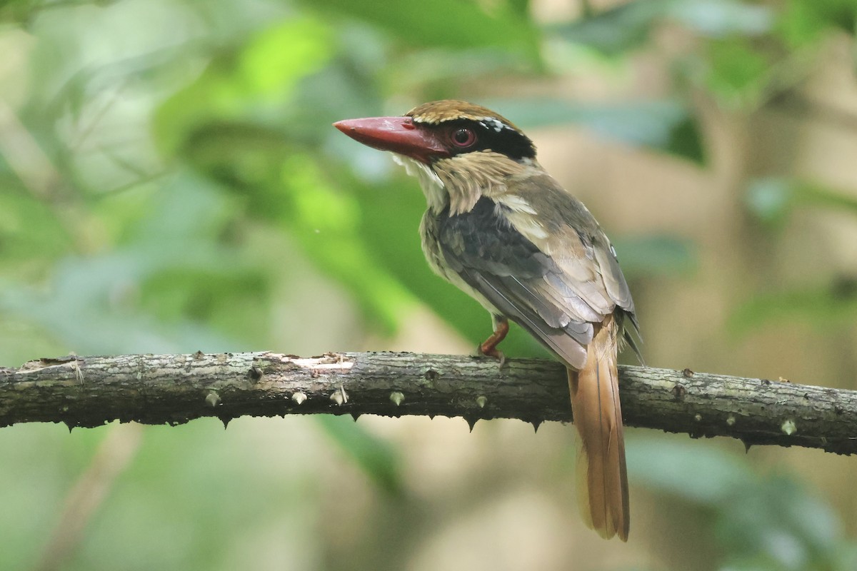 Sulawesi Lilac Kingfisher - ML622255349