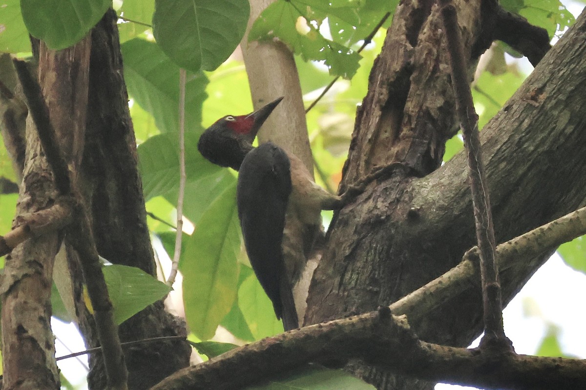 Ashy Woodpecker - Gil Ewing