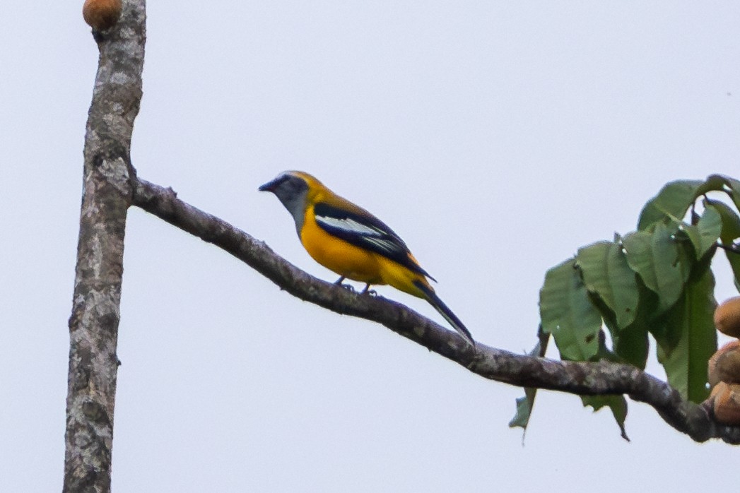 Golden Cuckooshrike - ML622255368