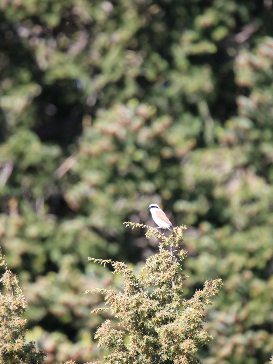 Red-backed Shrike - ML622255379