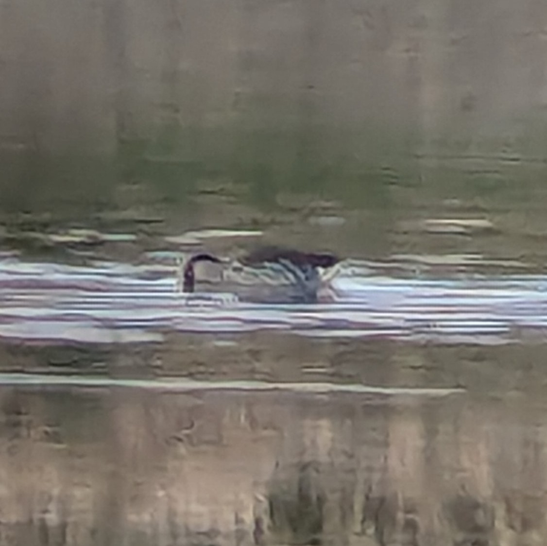 Pink-eared Duck - ML622255381