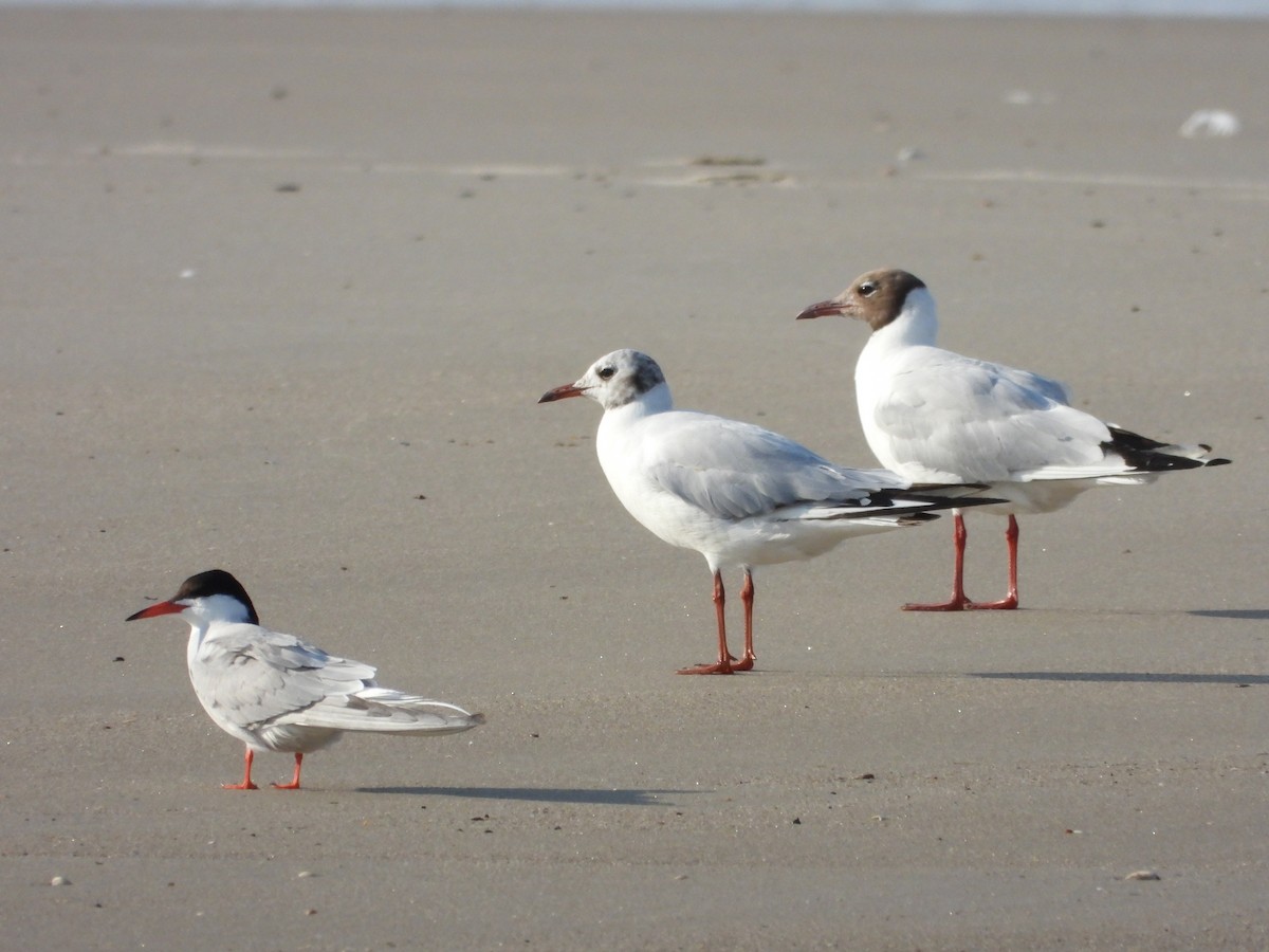 Black-headed Gull - Martin Rheinheimer