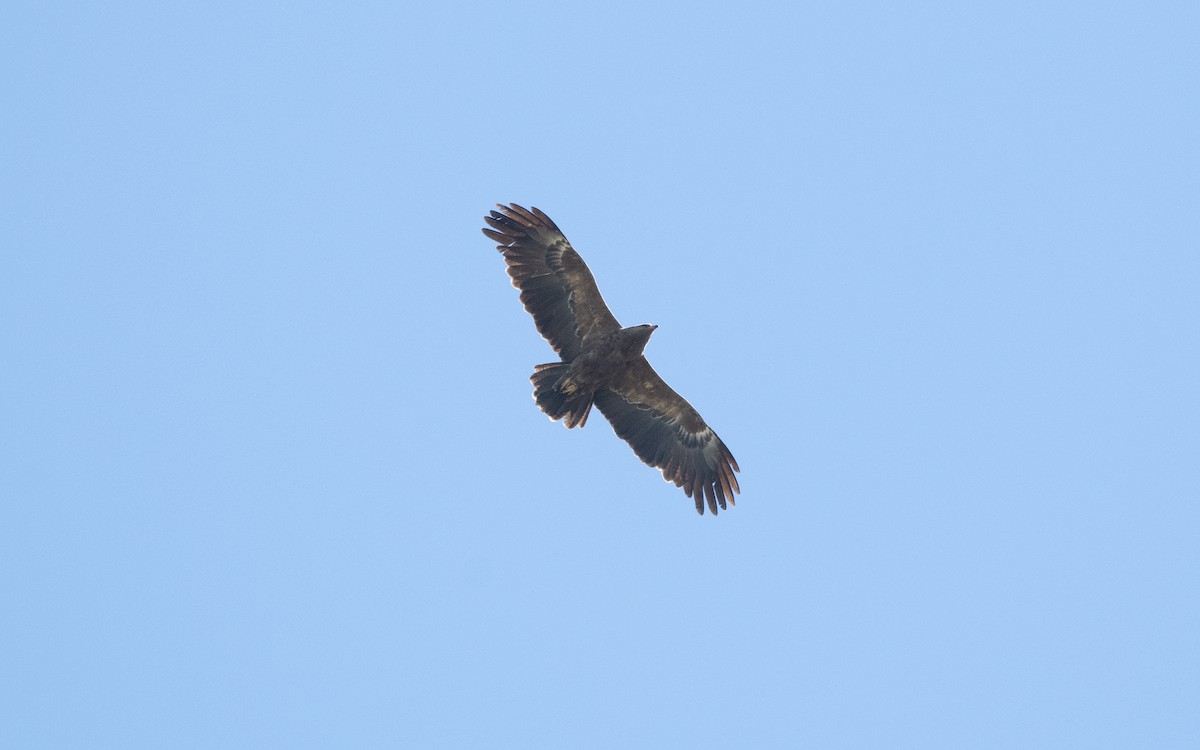 Lesser Spotted Eagle - ML622255423