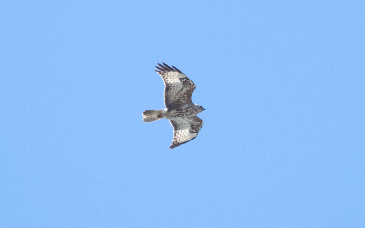 Common Buzzard - ML622255474