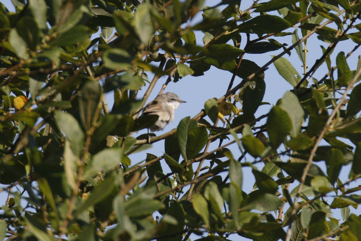 Lesser Whitethroat - ML622255538