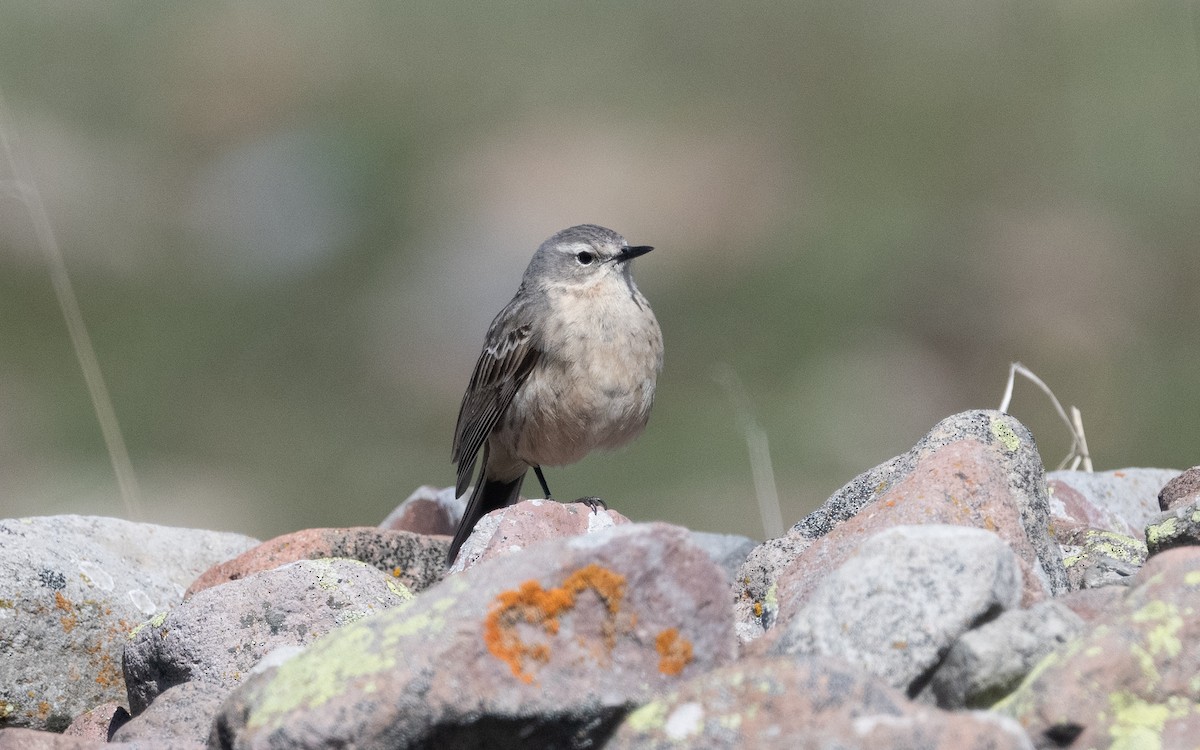 Water Pipit (Caucasian) - ML622255540