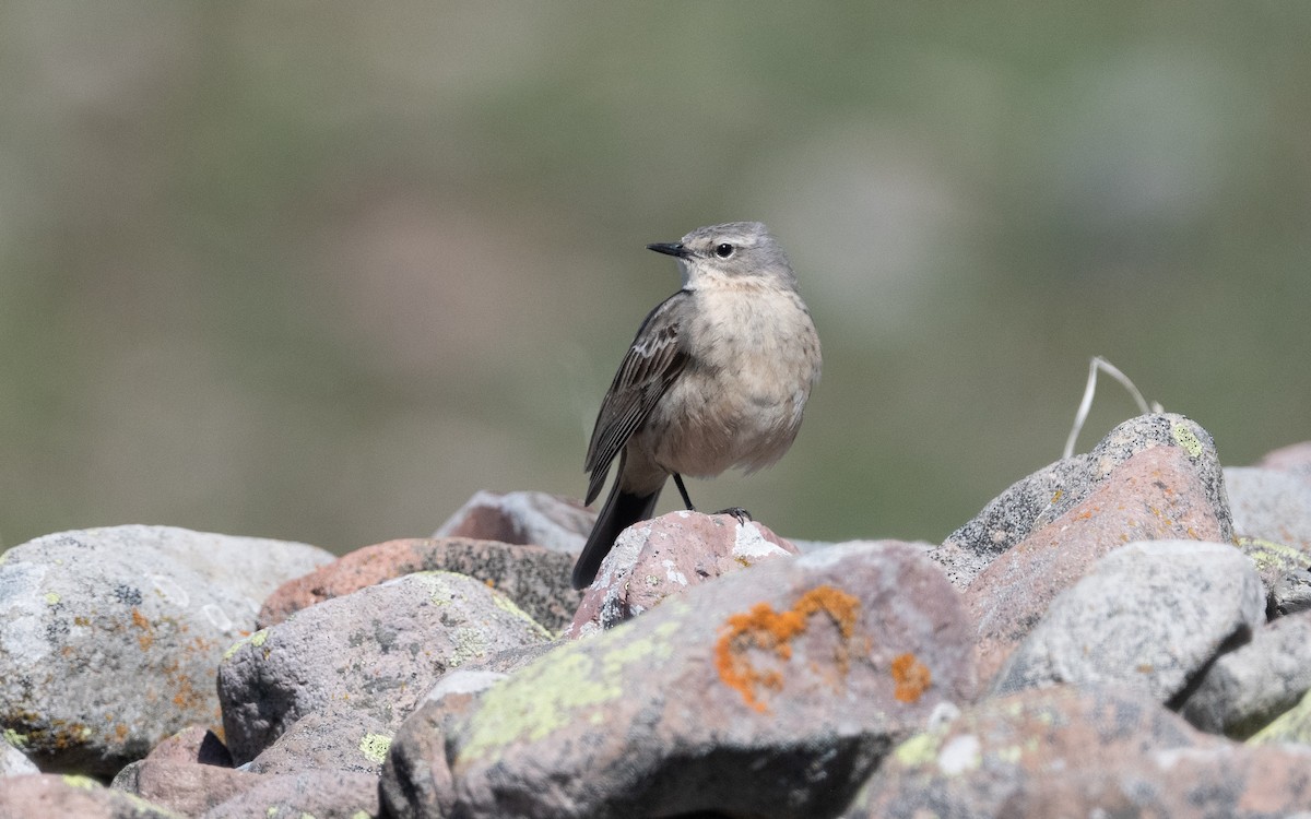 Water Pipit (Caucasian) - ML622255541
