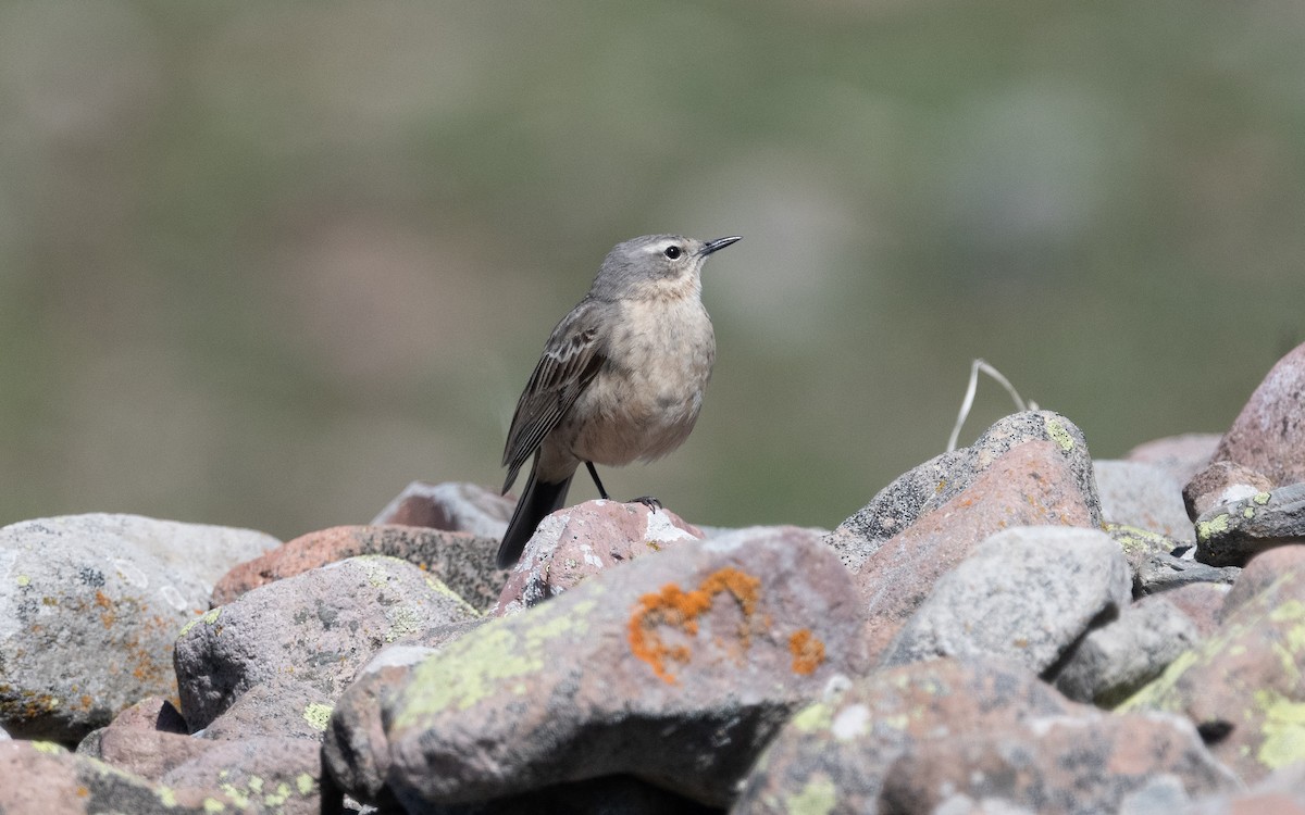 Water Pipit (Caucasian) - ML622255542