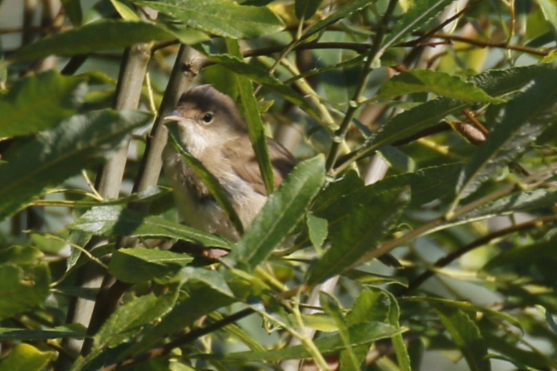 Common Reed Warbler - ML622255572