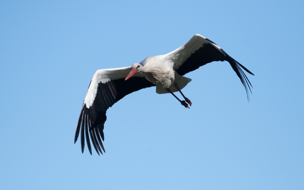 White Stork - ML622255601