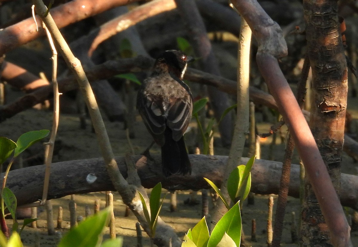 White-breasted Whistler - ML622255649