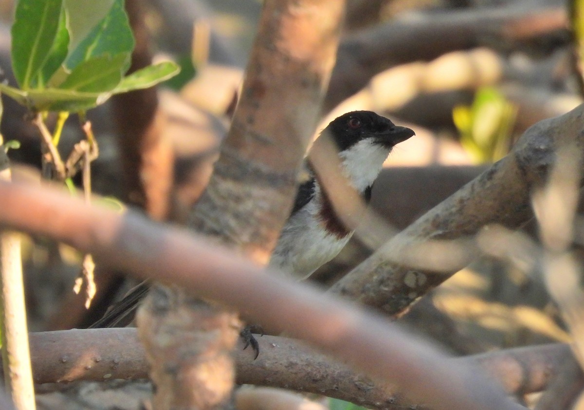 White-breasted Whistler - Michael Wu