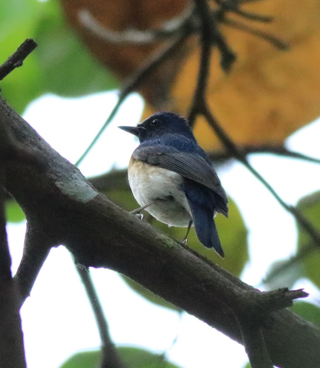 Blue-throated Flycatcher (Notch-throated) - Afsar Nayakkan