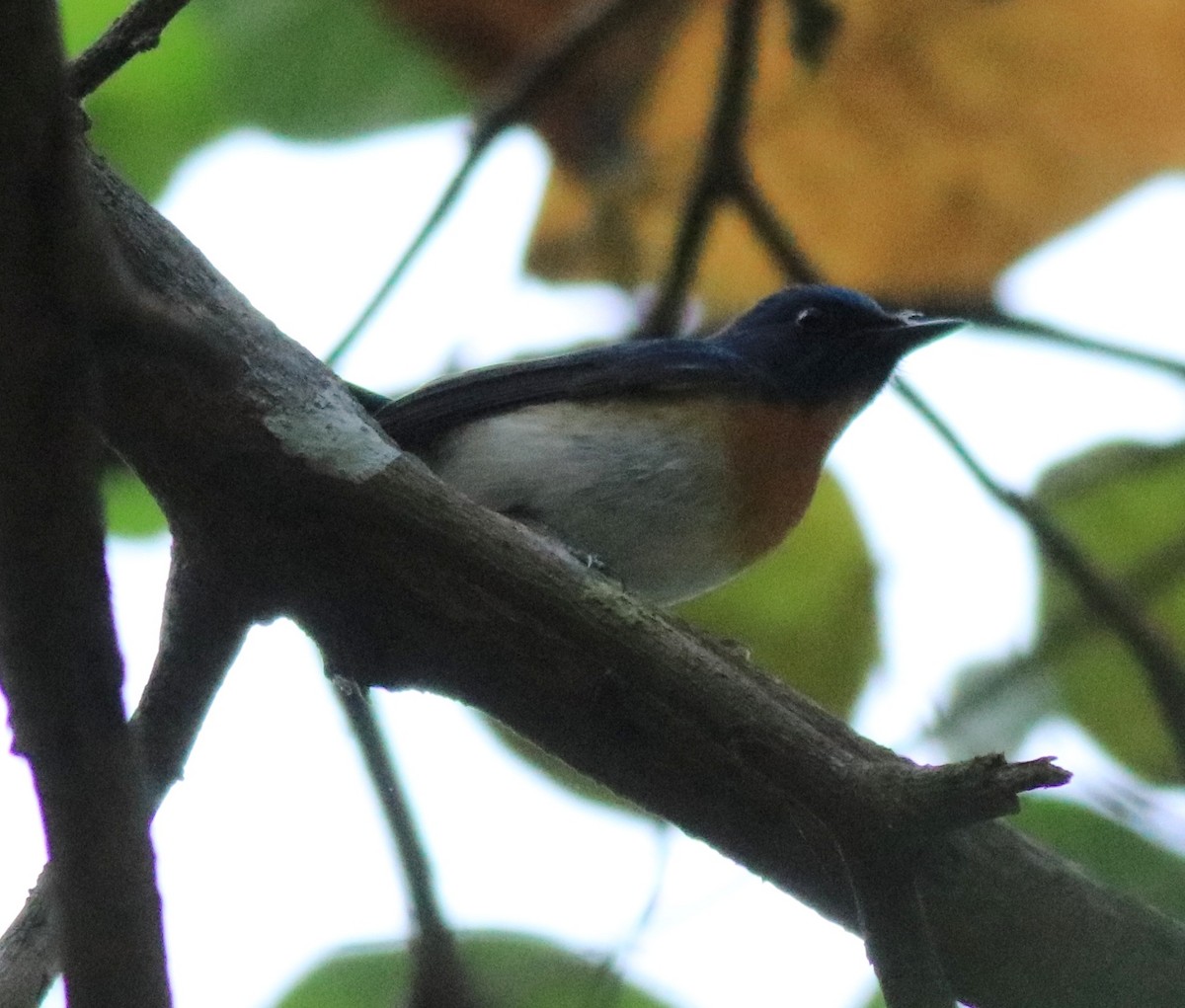 Blue-throated Flycatcher (Notch-throated) - ML622255735