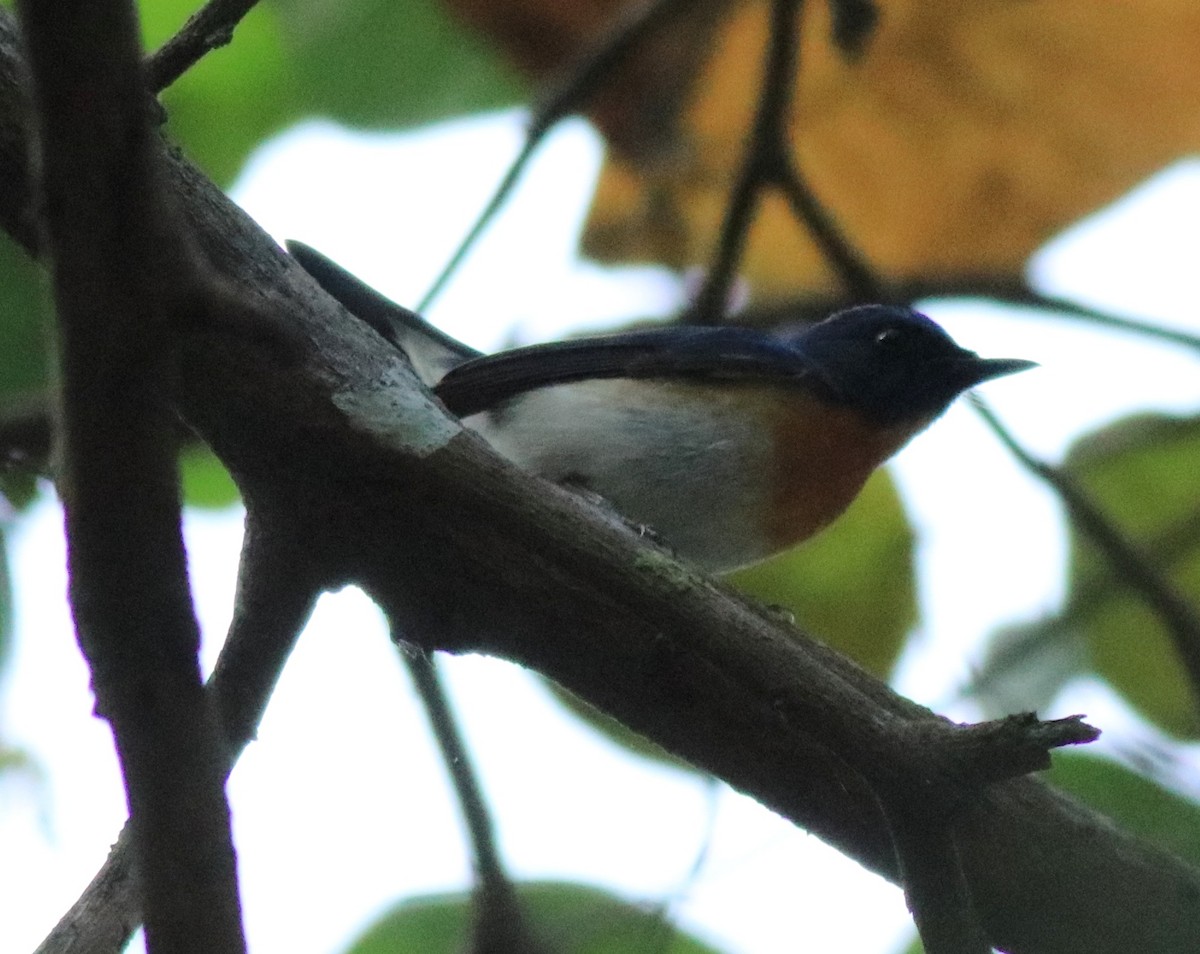 Blue-throated Flycatcher (Notch-throated) - ML622255736