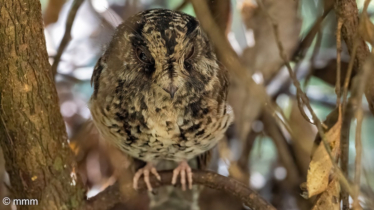 Mountain Owlet-nightjar - ML622255741