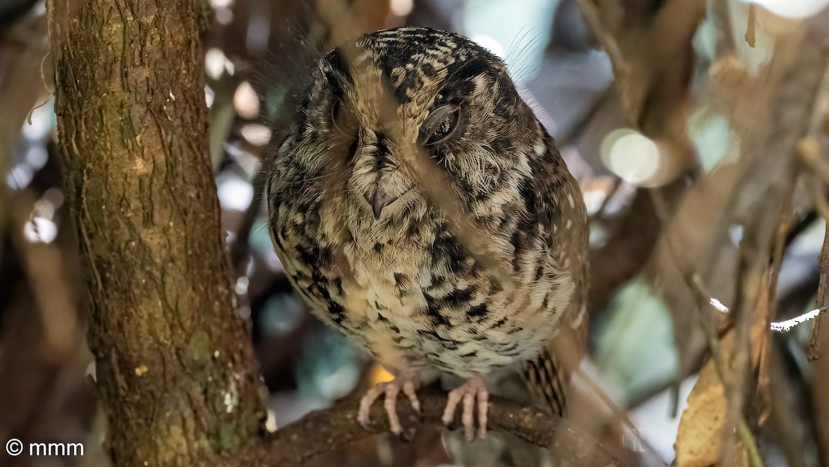 Mountain Owlet-nightjar - Mario Martin