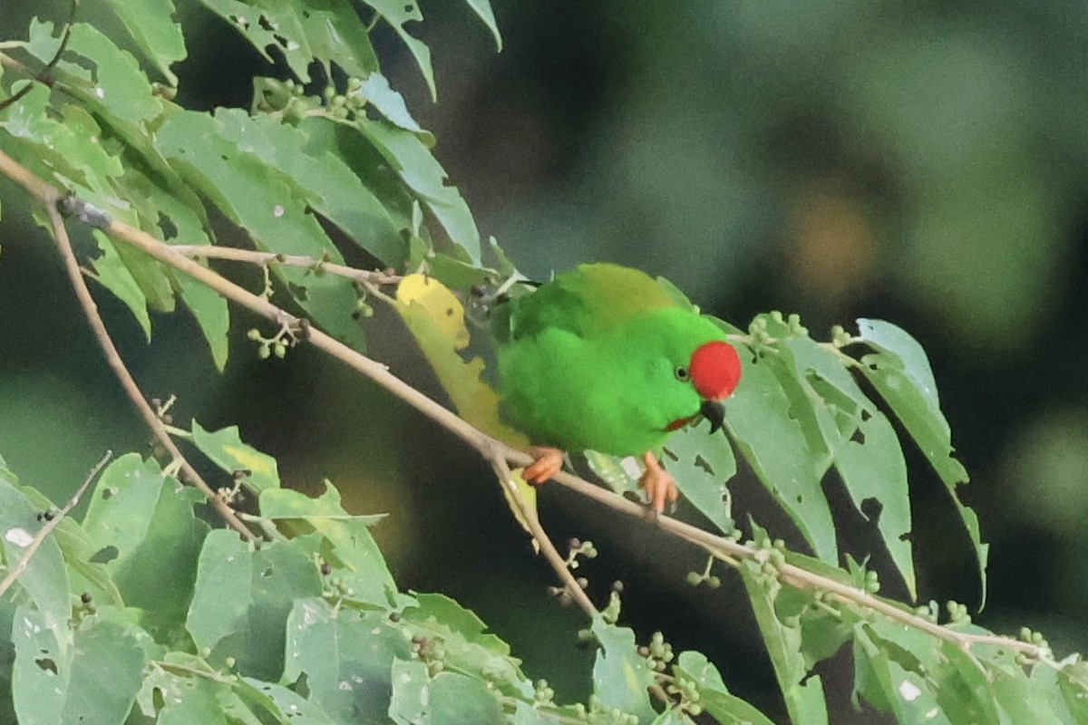 Sulawesi Hanging-Parrot - ML622255801