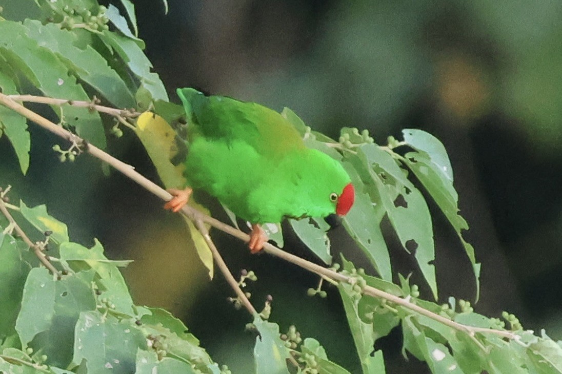 Sulawesi Hanging-Parrot - ML622255802