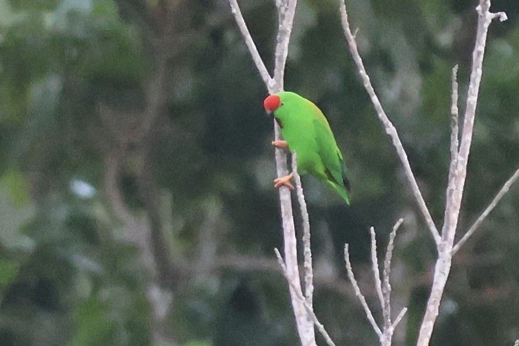 Sulawesi Hanging-Parrot - ML622255803