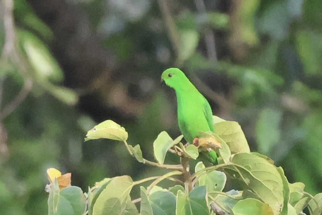 Sulawesi Hanging-Parrot - ML622255806