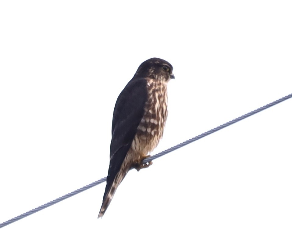 Merlin - ML622255823