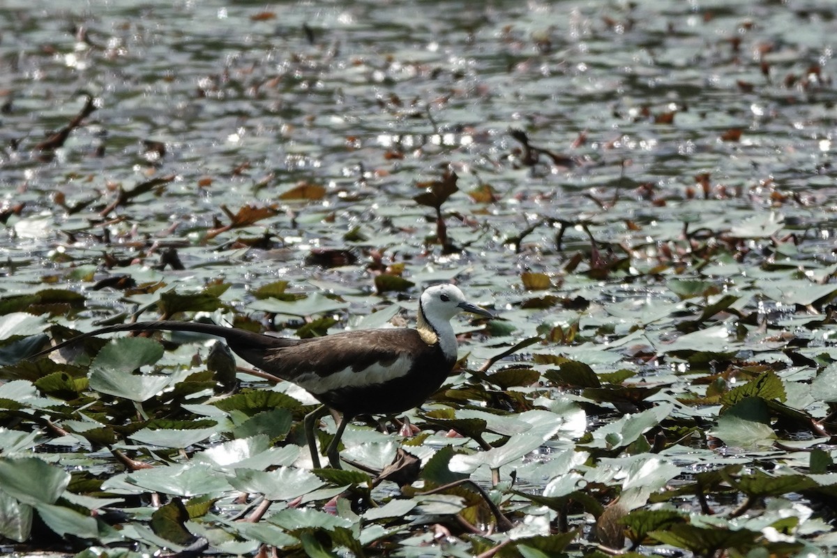 Pheasant-tailed Jacana - Karo Fritzsche